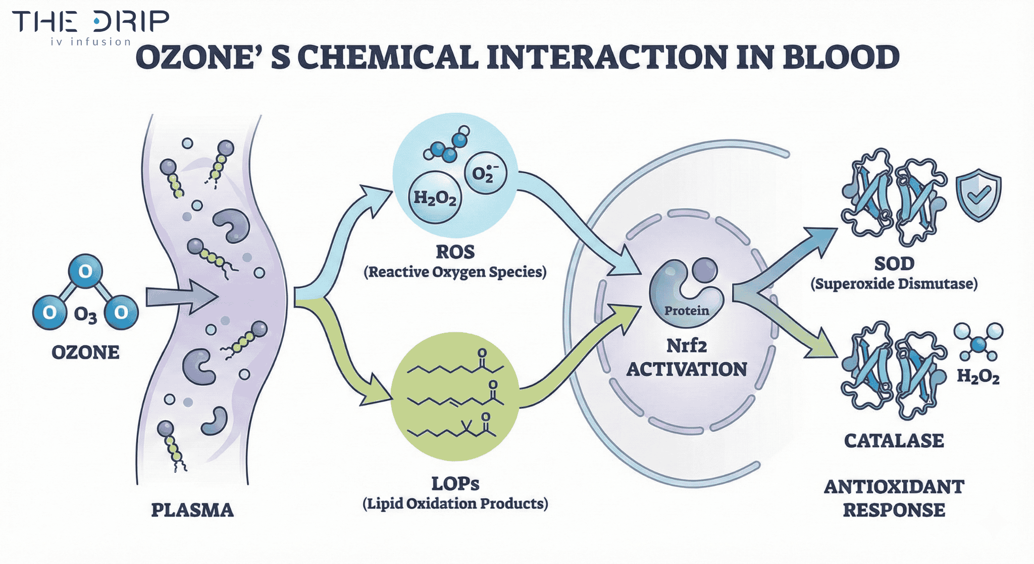 ozone-blood-reaction-nrf2-pathway Biochemical diagram of ozone interacting with blood to activate antioxidant pathways.