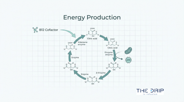 Vitamin B12 energy production diagram showing B12 as a cofactor in cellular energy metabolism and ATP production