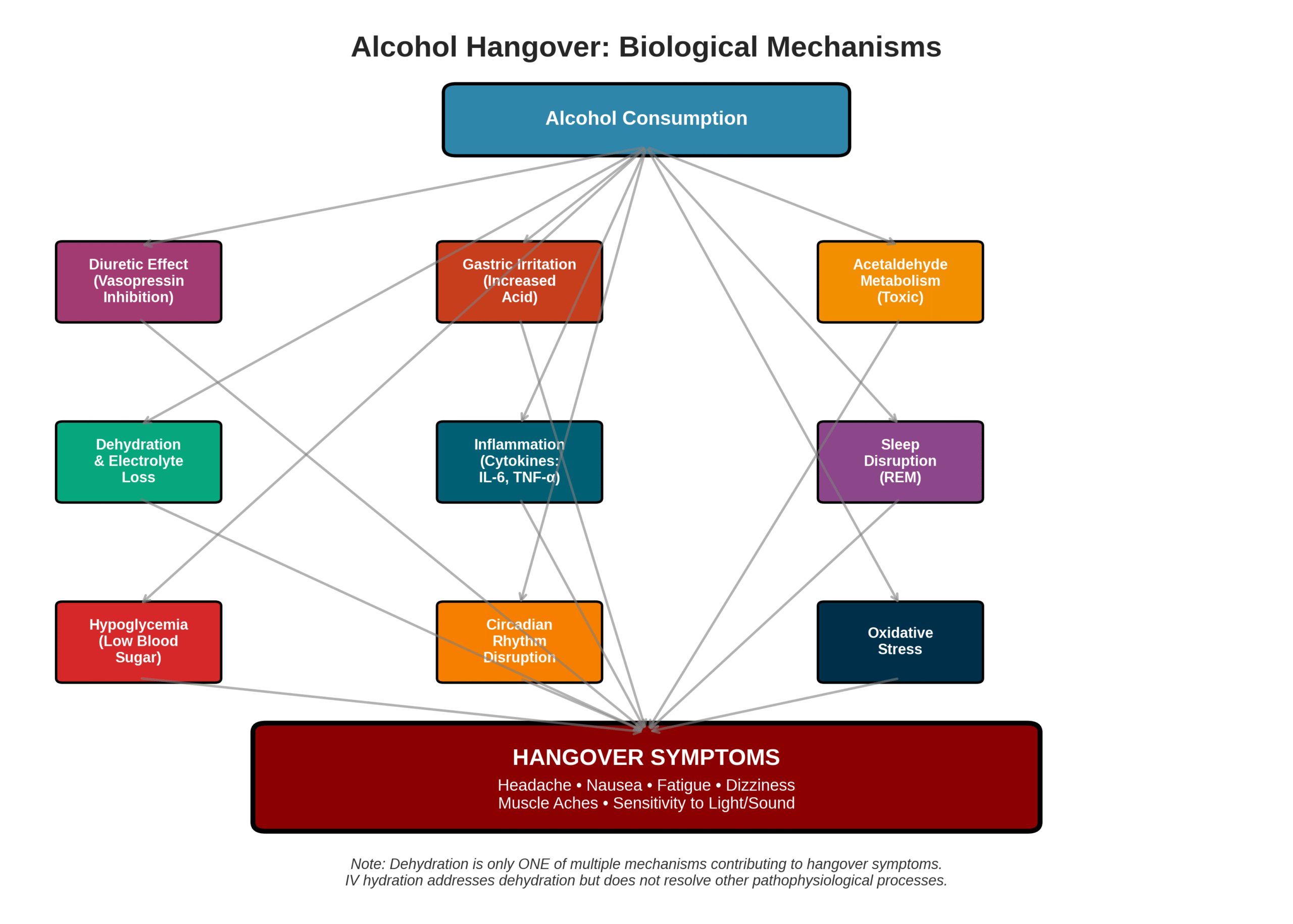 alcohol-hangover-biological-mechanisms-chart Diagram showing how alcohol consumption leads to dehydration, inflammation, sleep disruption, and oxidative stress contributing to hangover symptoms.