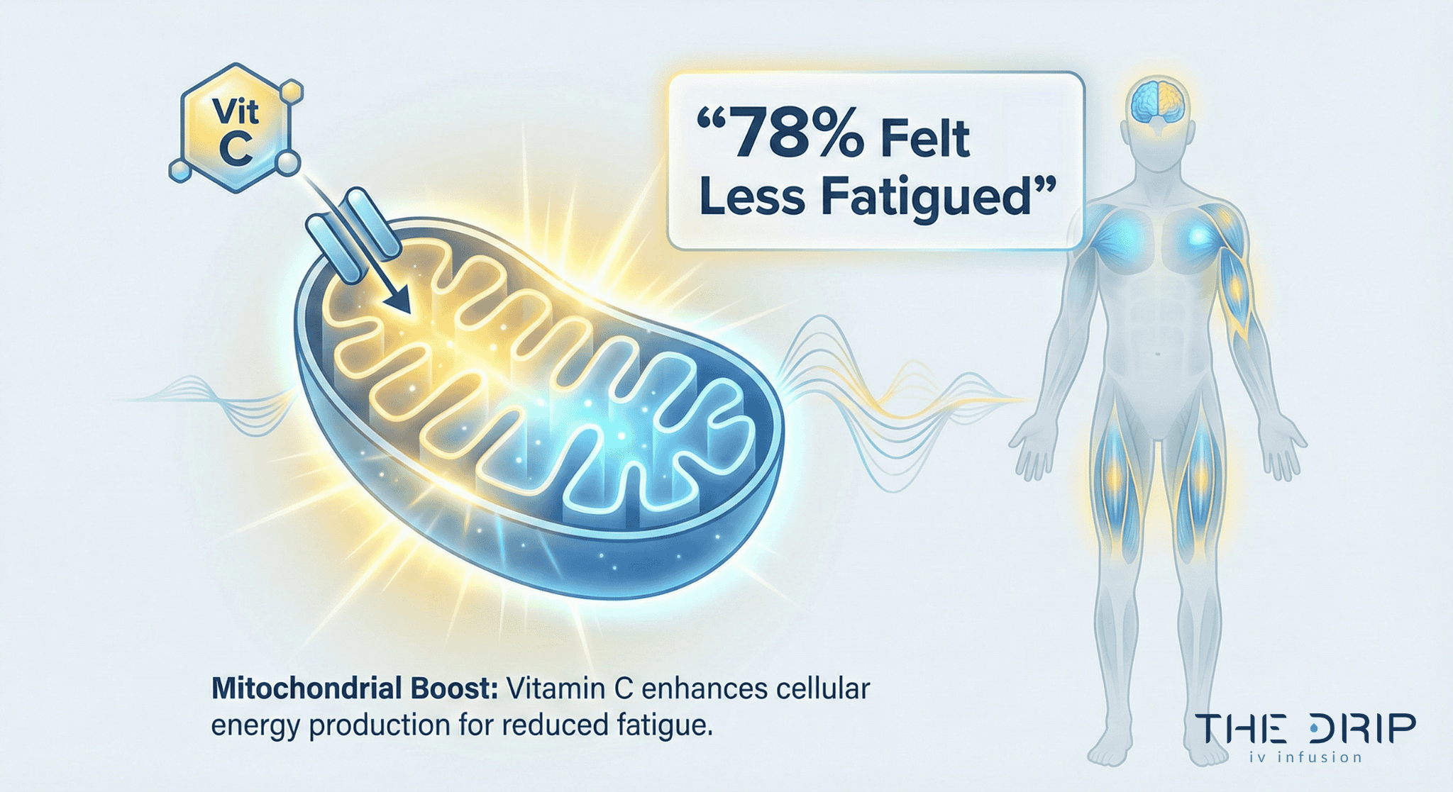Illustration showing Vitamin C boosting mitochondrial energy and reducing fatigue.