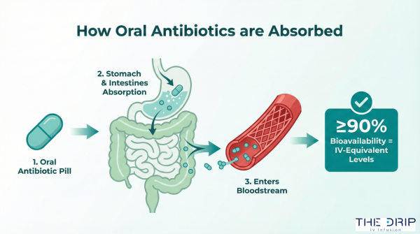 Diagram showing oral antibiotic absorption from stomach into bloodstream.