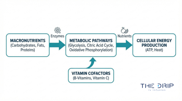 Metabolic pathway diagram showing macronutrients, vitamin cofactors, and cellular energy production through ATP and oxidative phosphorylation